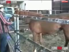A perverse whore is attacked from behind by a large horse, which uses its enormous cock to smash her cunt.